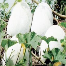 SBJEI-FRESH MATURED WAX GOURD